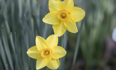 Daffodil Day in Bell Buckle