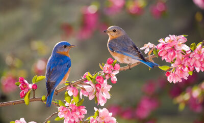 Eastern bluebirds perched on a flowering branch in spring