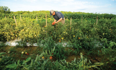 Michael Katrutsa picking tomatoes in the tomato field