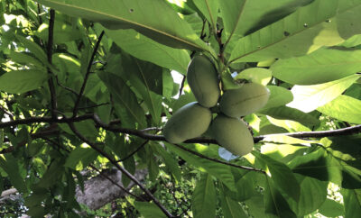 paw paws in a tree