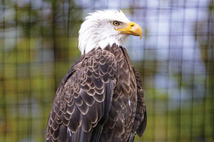 bald eagle at Mid-South Raptor Center in Tennessee