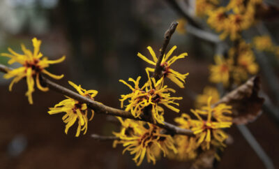 Witch hazel is a good cold-hardy native plant for Tennessee.