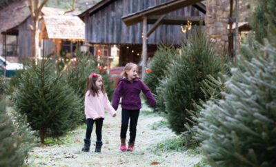 Wilson Glyn Christmas Tree Farm