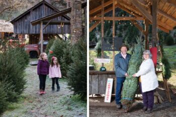 Hal and Sandy Wilson sell Fraser firs and other varieties of evergreens at Wilson Glyn Christmas Tree Farm in Sevierville.