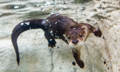 Sunshine, the Tennessee Aquarium's new female North American River Otter (Lontra canadensis), enjoys the facility's River Otter Falls exhibit.