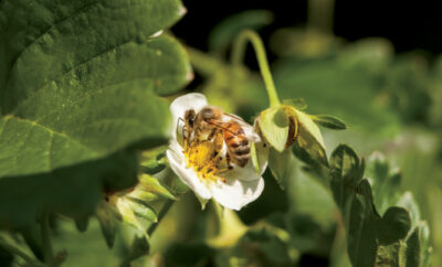 Honeybees pollinate strawberry blooms in Middle Tennessee | bee facts