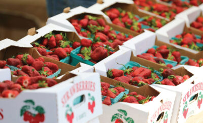 strawberries at the Portland Strawberry Festival