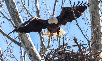 eagle landing in nest at Reelfoot Lake