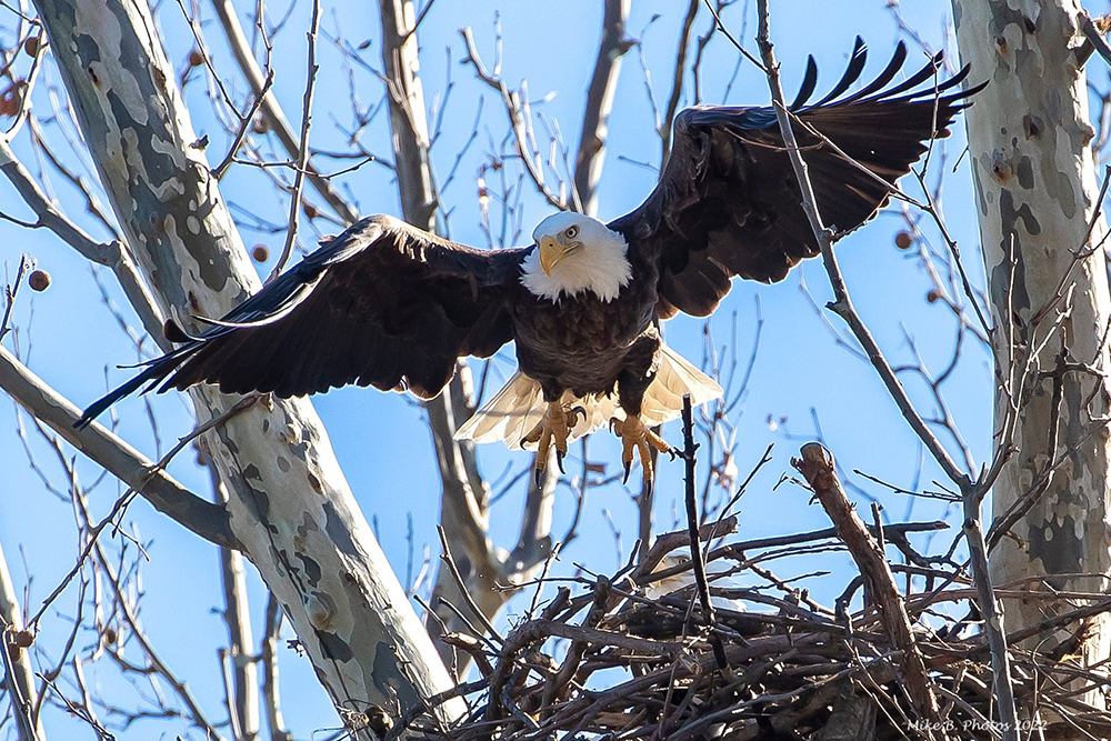 Visit Reelfoot Lake This Winter to See Bald Eagles - Tennessee Home and Farm