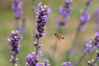 Lavender attracts bee