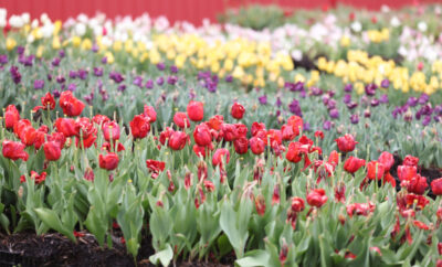 Tulips in bloom at Lucky Ladd Farms in Eagleville, Tennessee.