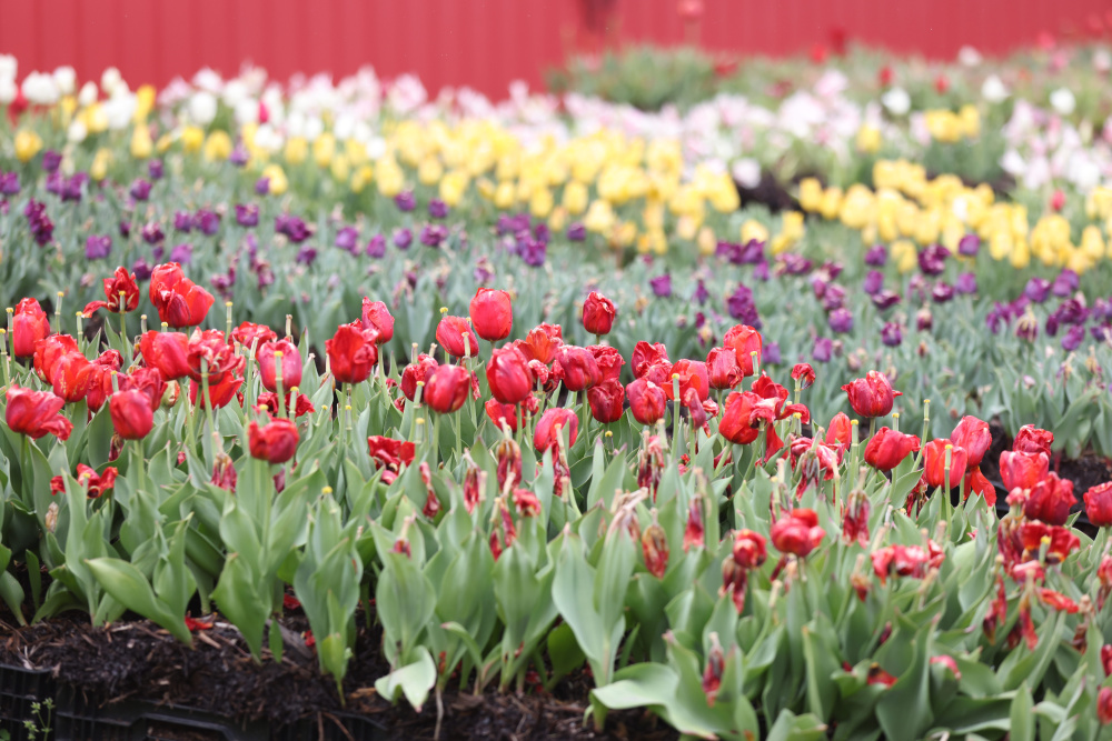 Tulips in bloom at Lucky Ladd Farms in Eagleville, Tennessee. 