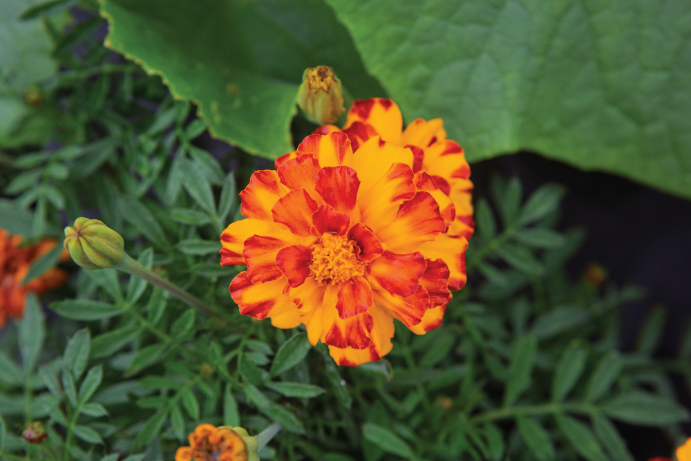 Marigold, one of the pest resistant plants